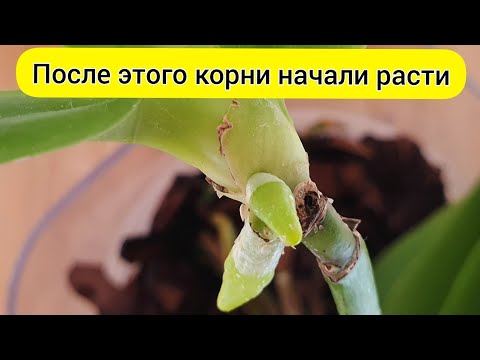 , title : 'Это помогло НАРАСТИТЬ КОРНИ детки орхидеи // ОРХИДЕЯ БЕЗ КОРНЕЙ'