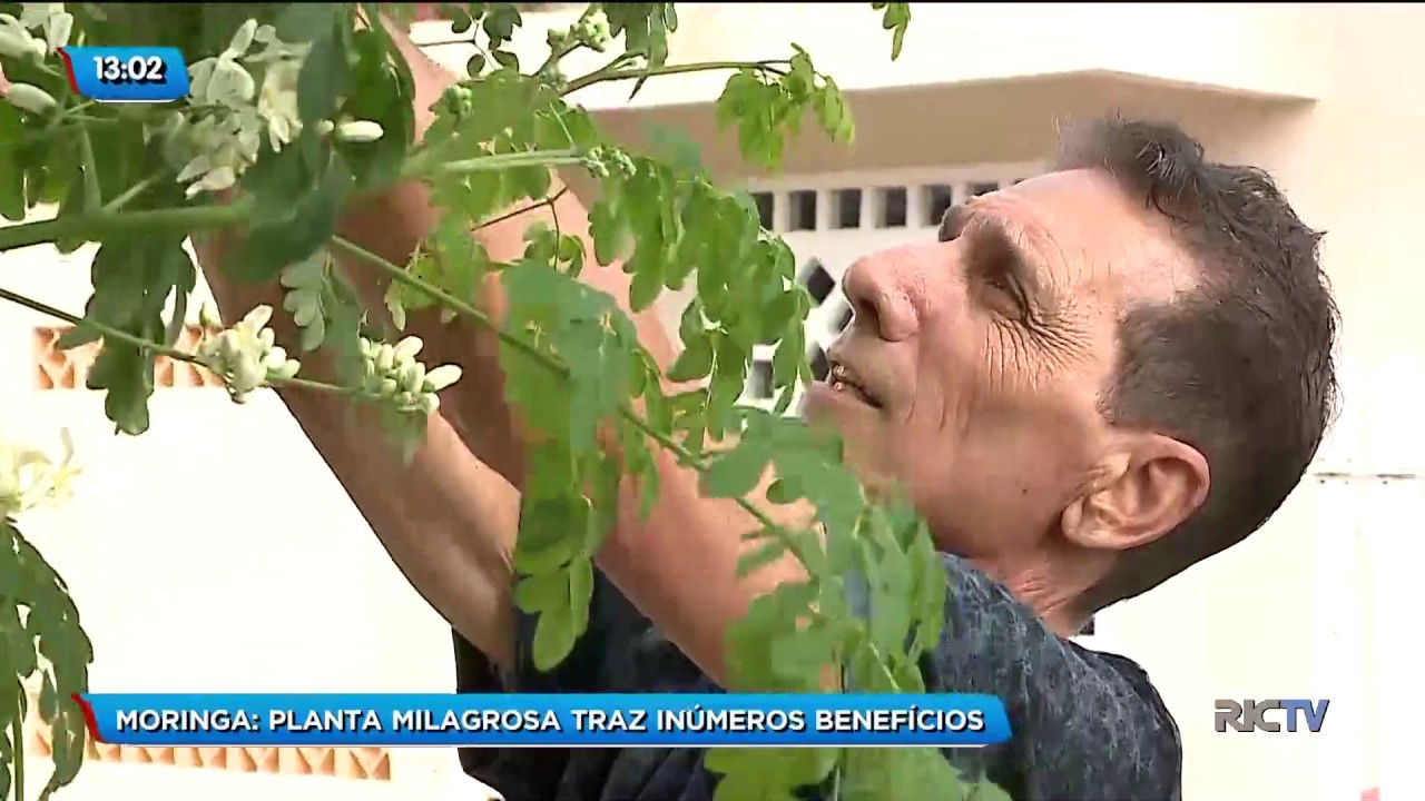 Moringa: Planta milagrosa traz inúmeros benefícios a saúde