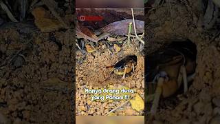 Download lagu Gangsir: Jangkrik Raksasa dengan Suara Nyaring di Musim Kemarau! mp3 Download lagu Gangsir: Jangkrik Raksasa dengan Suara Nyaring di Musim Kemarau! mp3