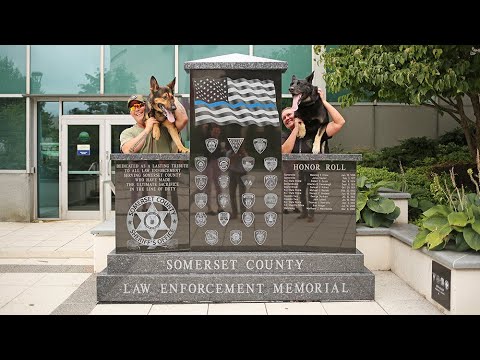 National Dog Day | SCNJ