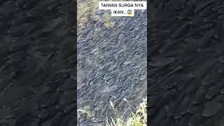 Download lagu indahnya kalau mancing nila di taiwan #youtubeshorts #mancing #shorts #mancingmania #fyp #viral mp3 Download lagu indahnya kalau mancing nila di taiwan #youtubeshorts #mancing #shorts #mancingmania #fyp #viral mp3