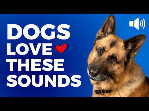 Dog Sounds Dogs LOVE to Hear the MOST 🐶❤️