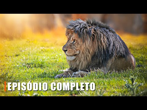 10 Fatos Incríveis Sobre Leões | Natureza Perfeita