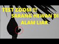 Zoom Matahari Paling Dekat Sarang Hewan Di Alam Liar ️