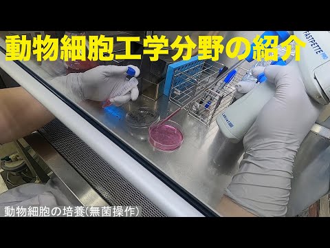 生命機能学科 0001　動物細胞工学教育分野紹介動画