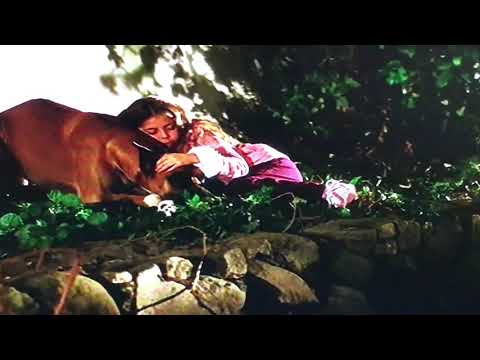 Chestnut: hero of Central Park:  don't wanna loose you