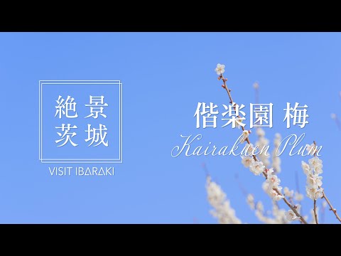 【絶景茨城】偕楽園  梅｜VISIT IBARAKI, JAPAN