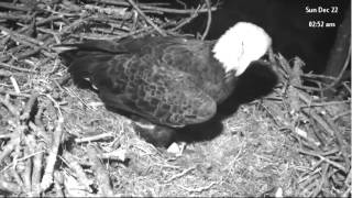 Dec 22 2013 - NE Florida Eagles - 220 am - Close Up of Mom's Beak and Nictitating Membrane
