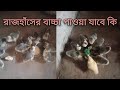 রাজা হাঁসের বাচ্চা পাওয়া যাবে কি