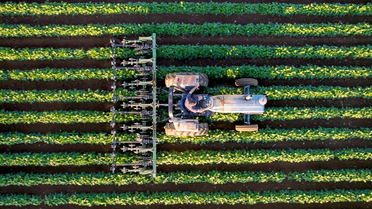 Finger Weeders For Row Crop Farmers