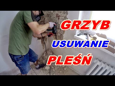 Jak usunąć grzyb pleśń ze ściany - naturalny i ekologiczny sposób