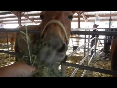 Feeding the Mules at Mule Days 2013 - Bishop, California