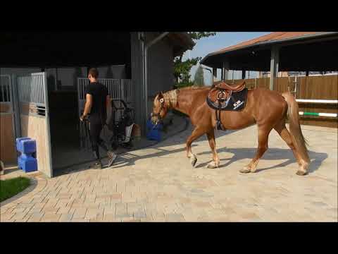 MUSTANG MAKEOVER 2018 Team Luuk (TAG 4357) - Update 5