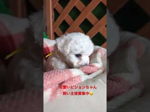 なぜ鶏にタイムを与えるのでしょうか？ブリーダーはそれをどのように利用して、その 3 つの驚くべき利点を享受しているのでしょうか?  庭園