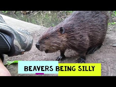Des castors qui font des bêtises ... clips compilation ... vidéo animalière amusante