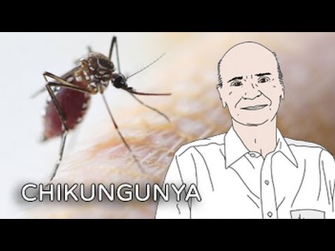 Alerta: Precisamos falar sobre Chikungunya!