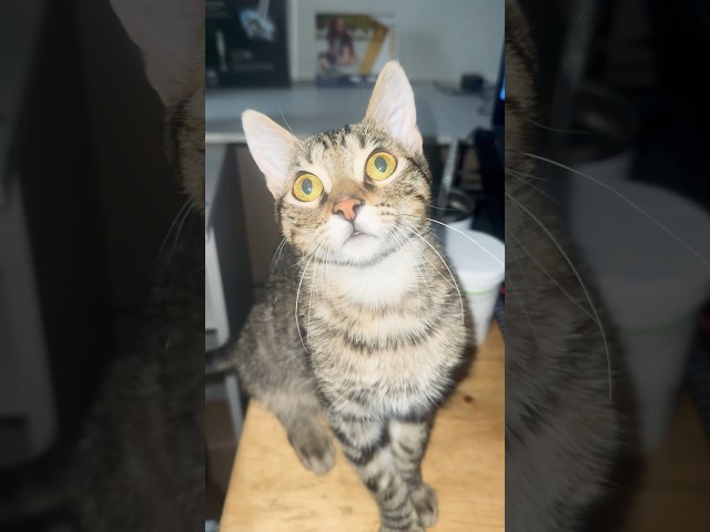 Vídeo relacionado con Meow Cute Cat Face Frase divertida para fans de los gatos Sudadera