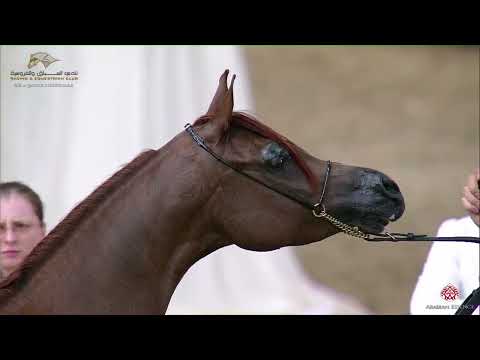 N.361  JUSTA BEAUTY PH - 22nd Qatar National 2019 - Mares 4 to 6 Years old (Class 9A)