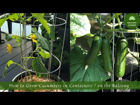 How to Grow Cucumbers in Containers / on the Balcony | From Seed to Harvest