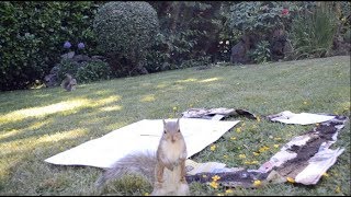 Art Collaboration with Eastern Grey Squirrels and Crow 06112018