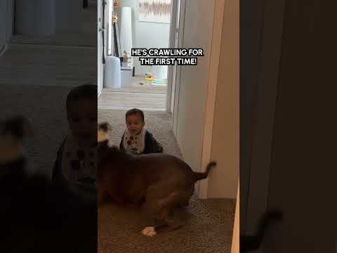 Un chien se réjouit de voir son bébé ramper pour la première fois