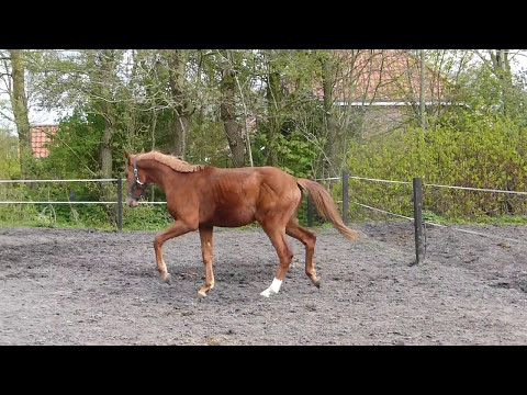 2jähriger Hengst von Danone I aus Rubin Royal, der erste Tag bei uns