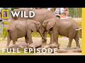 Elephant Date Night Full Episode Secrets Of The Zoo Tampa Nat Geo Animals