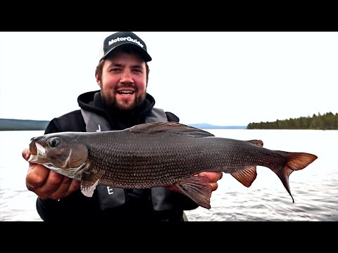 MIKROJIGILLÄ ELÄMÄNI PISIN HARJUS - AHVENTA, HARJUSTA JA SIIKAA JIGILLÄ