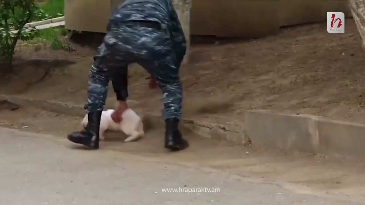 Պատգամավորի լուսանկարով խոճկոր՝ Ազատության հրապարակում