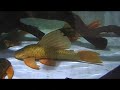 Hypostomus luteus Hypostomus luteus