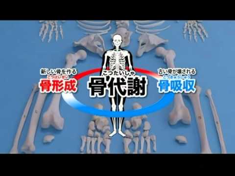 資料篇～人体のふしぎ～(3)骨格