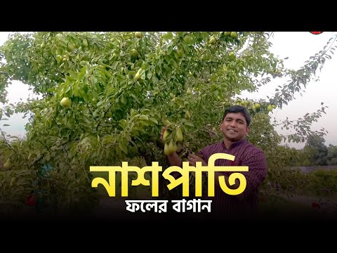 Pear-নাশপাতি-ফলের বাগান