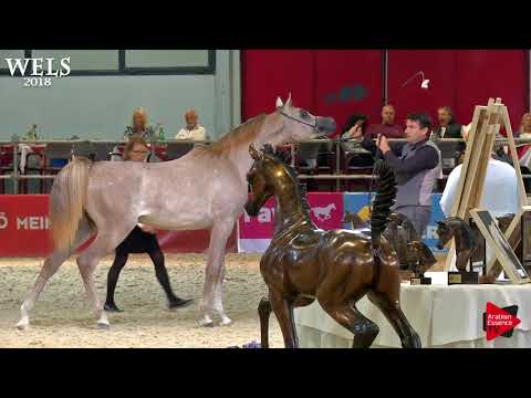 N.24 AJ ELAF - Wels 2018 - Yearling Colts (Class 2B)