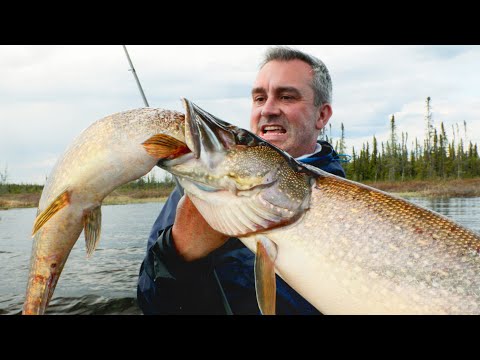 CE POISSON CANNIBALE DÉVORE MA PRISE - Cyril Chauquet