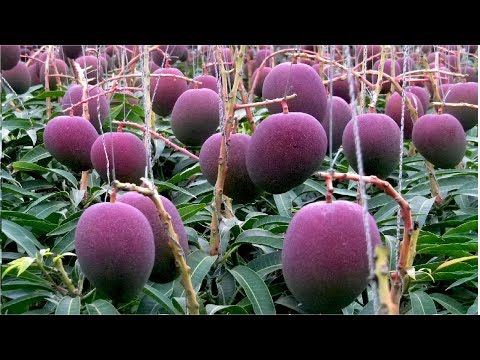 , title : 'World's Most Expensive Mango - Awesome Japan Agriculture Technology Farm'