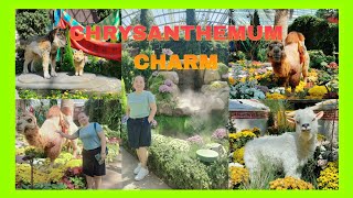 Part 2 Chrysanthemums Charm at Flowerdome