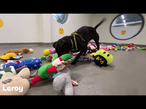 Santa Paws Day - The Directors Cut 2023