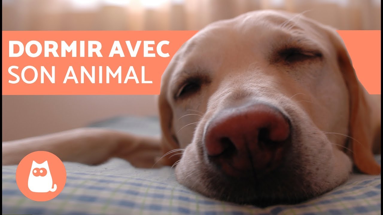 youtube video id=9eG1aKYGcHk