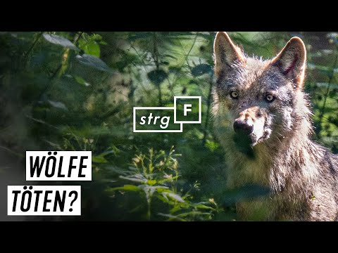 Wölfe in Deutschland - töten oder schützen? | STRG_F