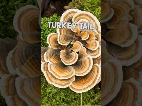 Guide to biohacking with functional mushrooms 🍄 #mushrooms #lionsmane