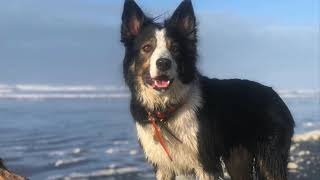 Felix Sixth Birthday