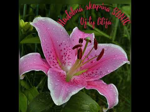 Hudobná skupina SONIC - Oj ty lilija