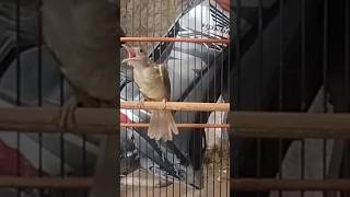 Download lagu KAPAS TEMBAK SUPER GACOR BUKA EKOR mp3