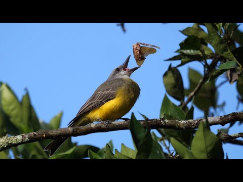postriežkar čiernozobý (Tyrannus melancholicus) — biotop a pohyb
