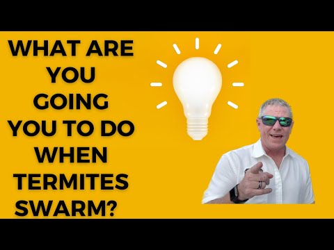 What Are You Going To Do When Termites Swarm?