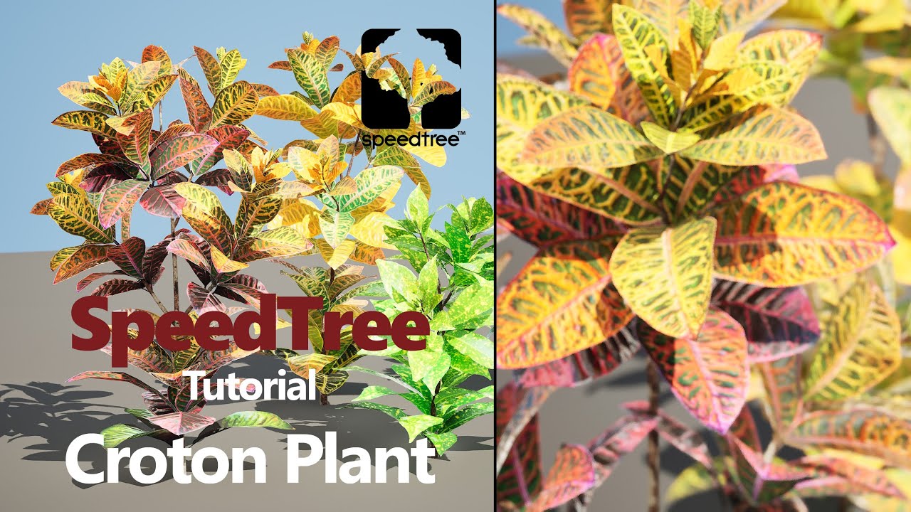 Croton Plant with 4 variation Tutorial 3D Model