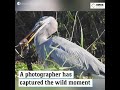 Great Blue Heron Completely Swallows Baby Alligator