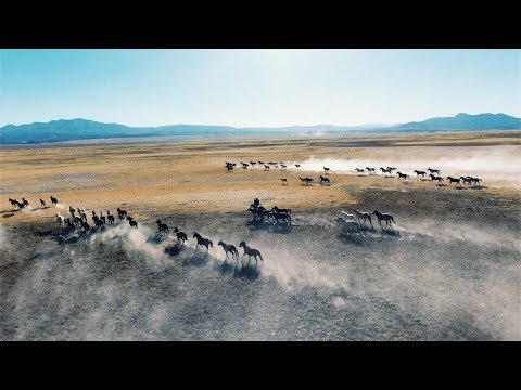 100’s of WILD Horses Caught on Camera Video