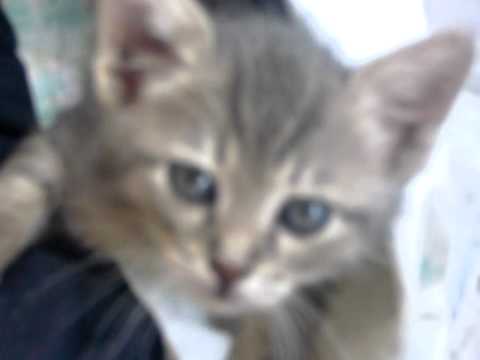 il gatto che ti guarda male