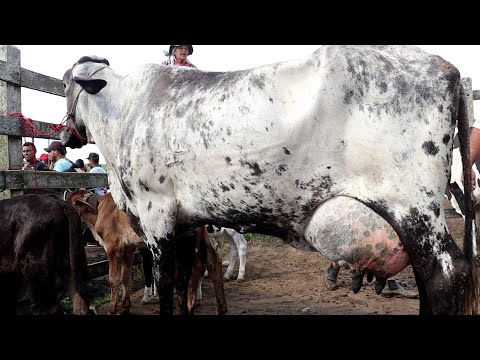 FEIRA DAS VACAS LEITEIRAS DE CAPOEIRAS PE. CANAL SIMAO PECUARISTA 22 09 23